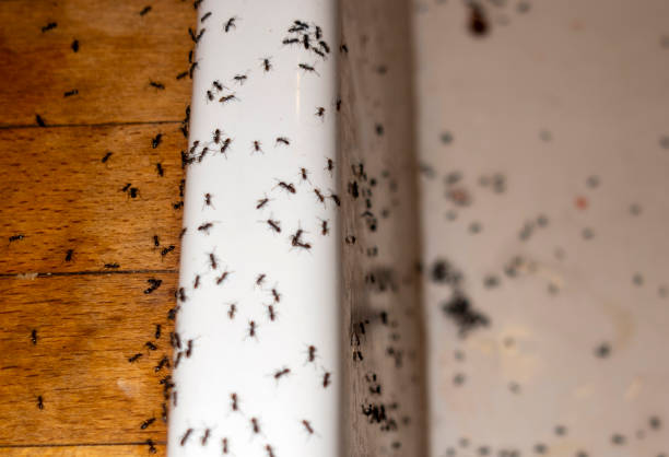 Best Termite Control Services  in Coker, AL